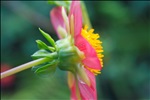 Flower in Kew Gardens